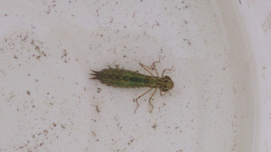 Van welke libellesoort is dit de larve?