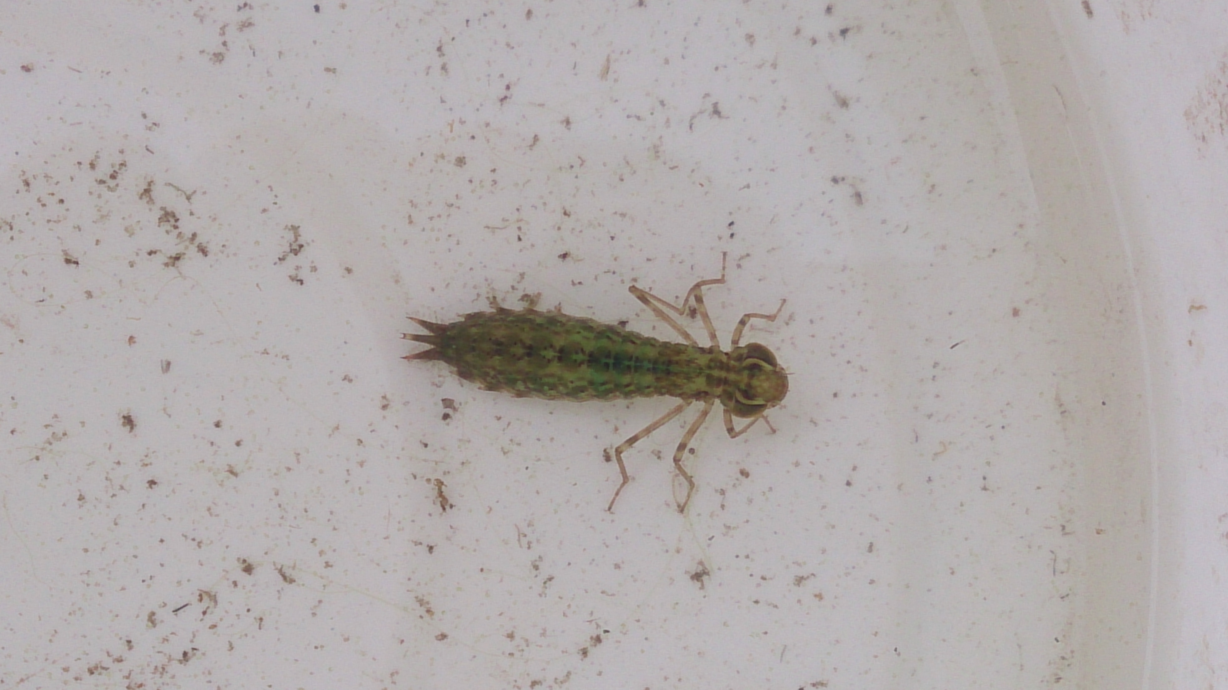 Van welke libellesoort is dit de larve?