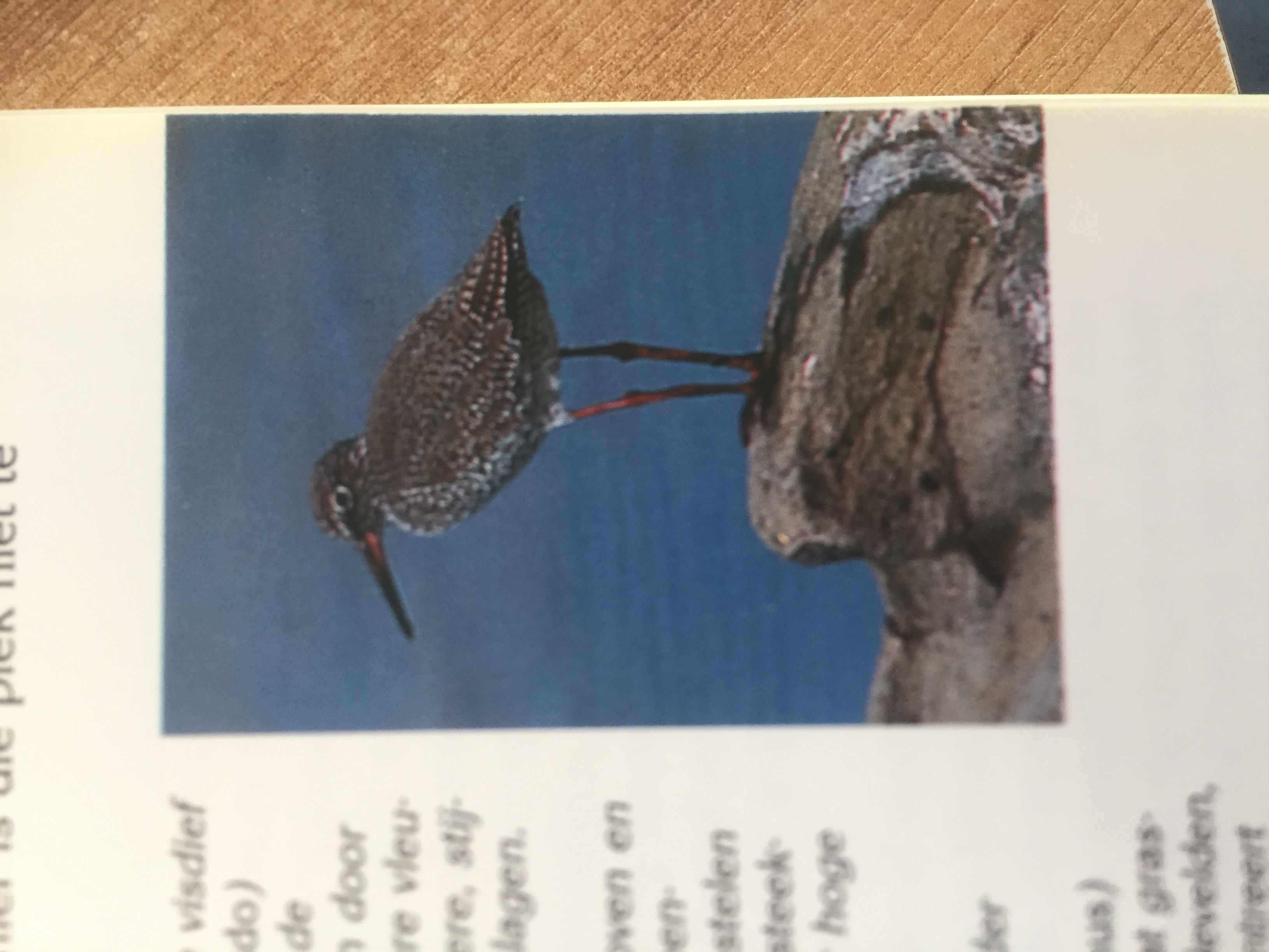 Tureluur/zwarte ruiter?