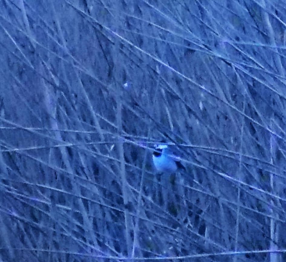 welk vogeltje is dit?