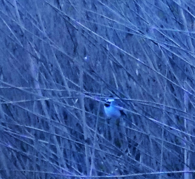 welk vogeltje is dit?