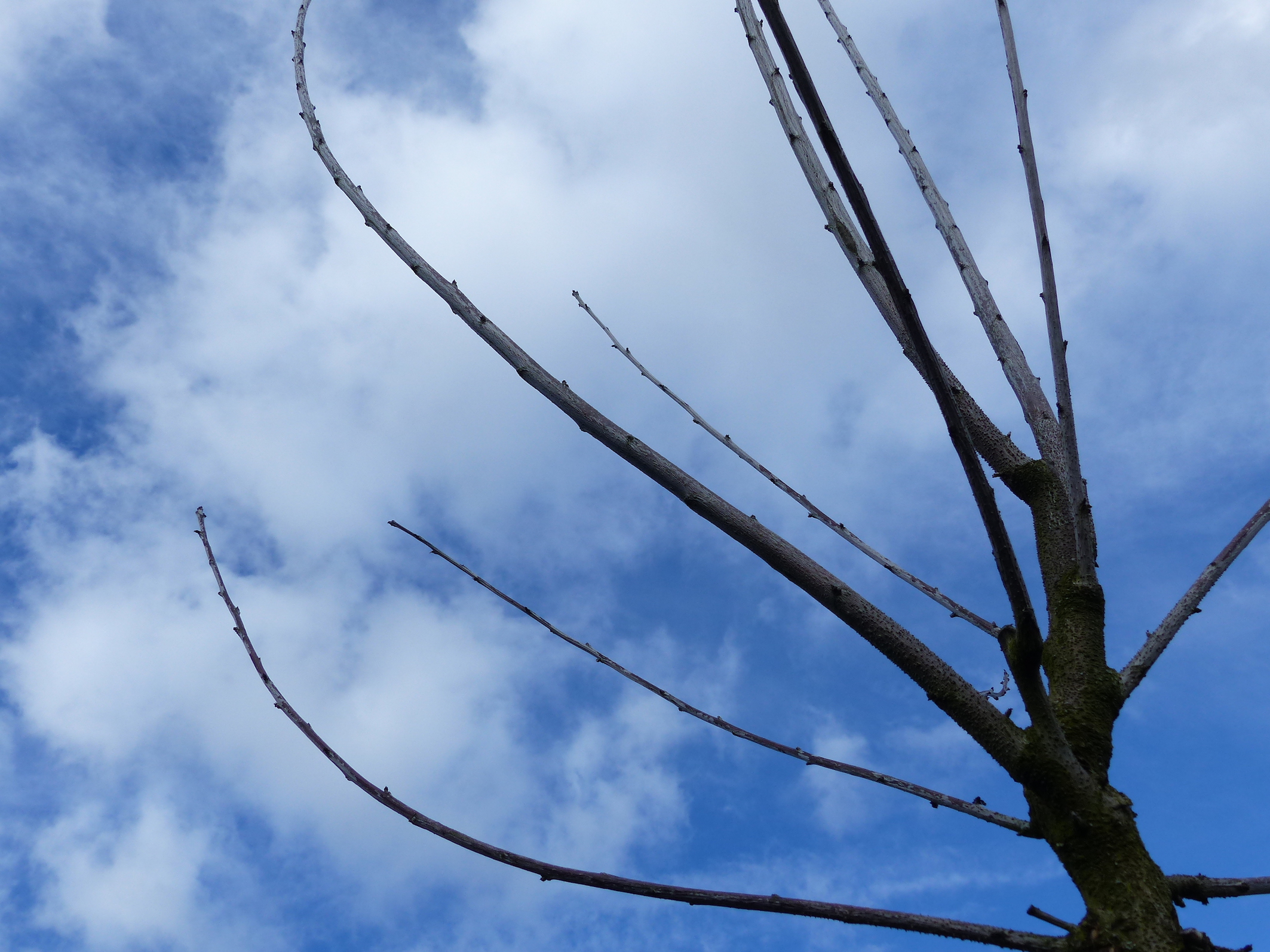 Leeft deze kersenboom nog?