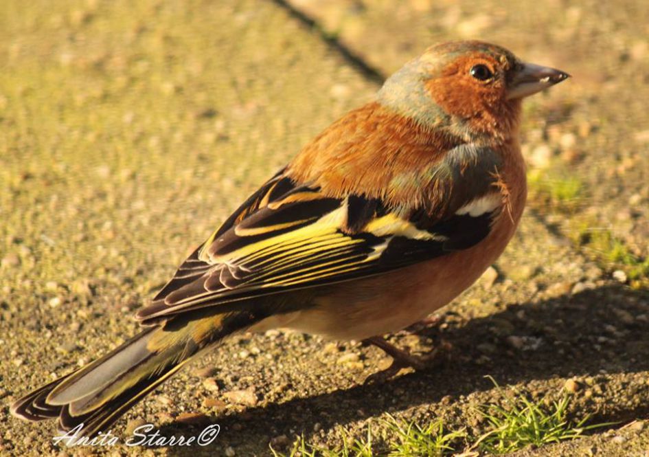 Wie weet wat voor vogel dit is