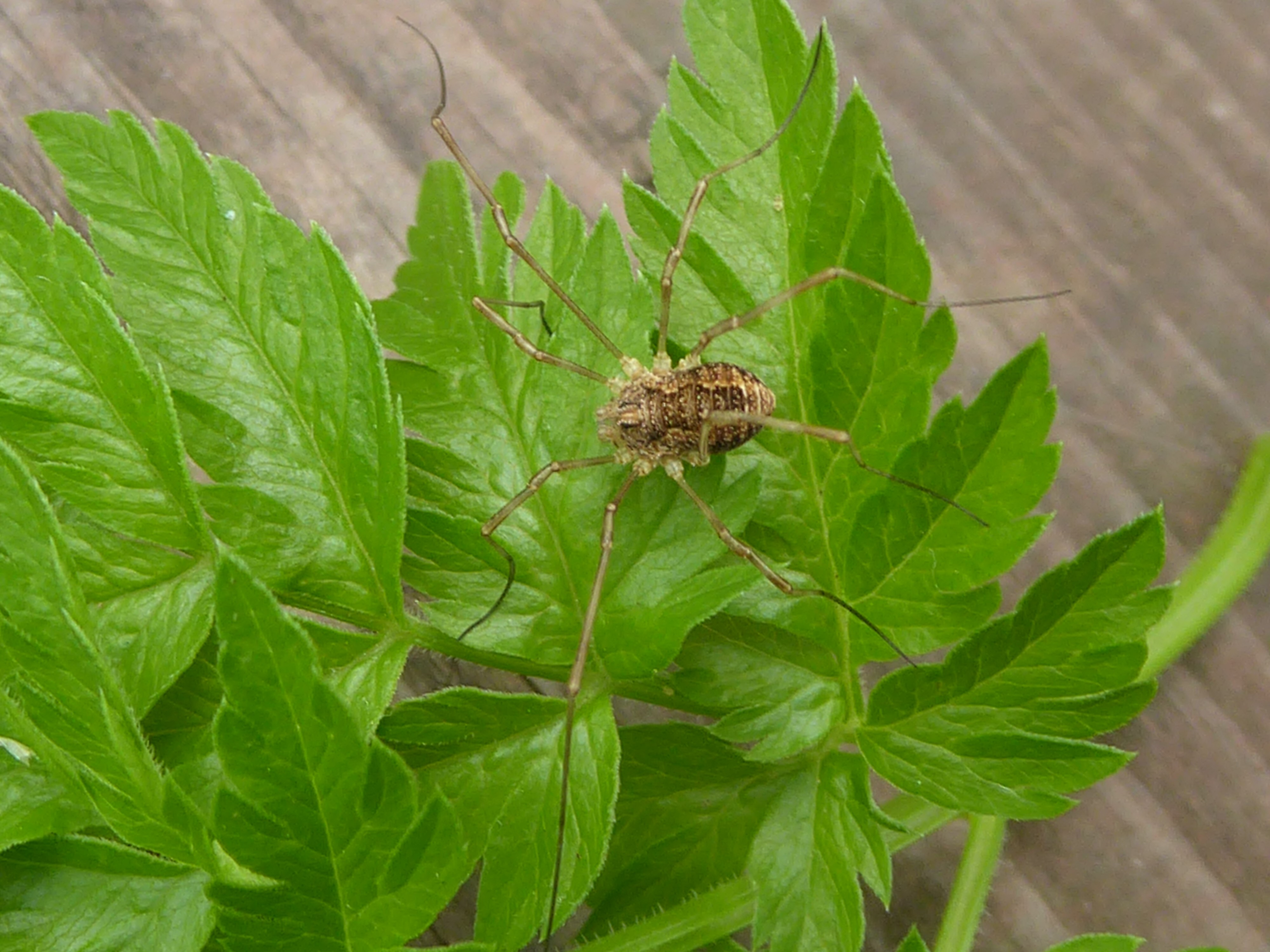 voorjaarshooiwagen ?