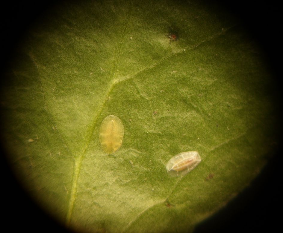 geen idee wat het is