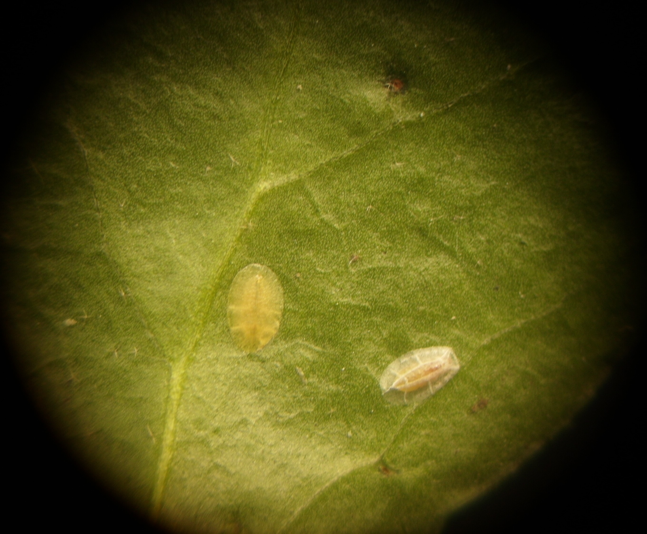 geen idee wat het is