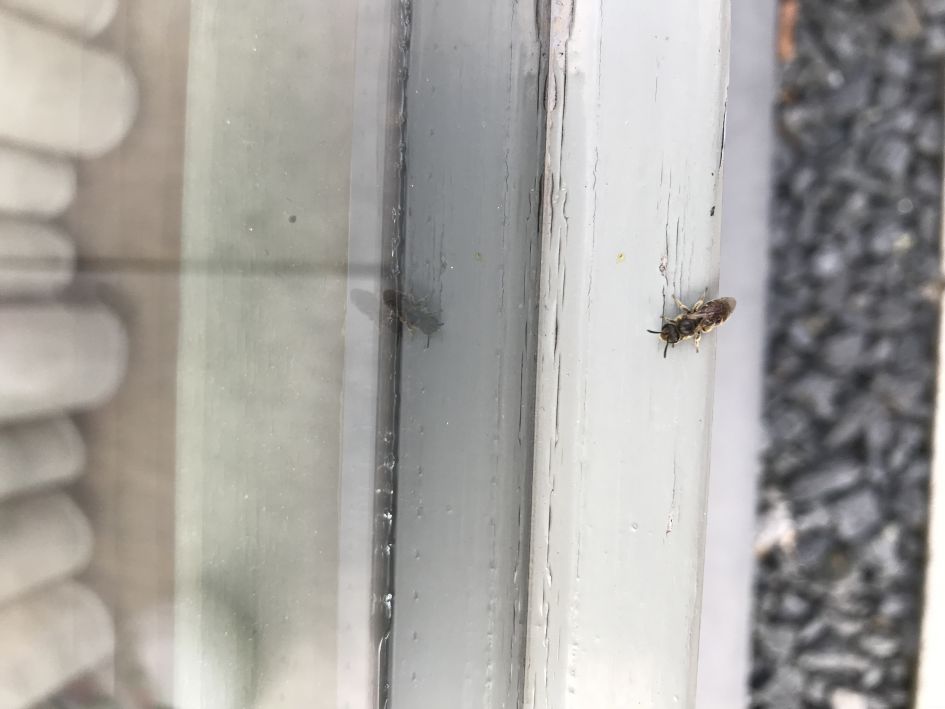 Wat voor een insect is dit?