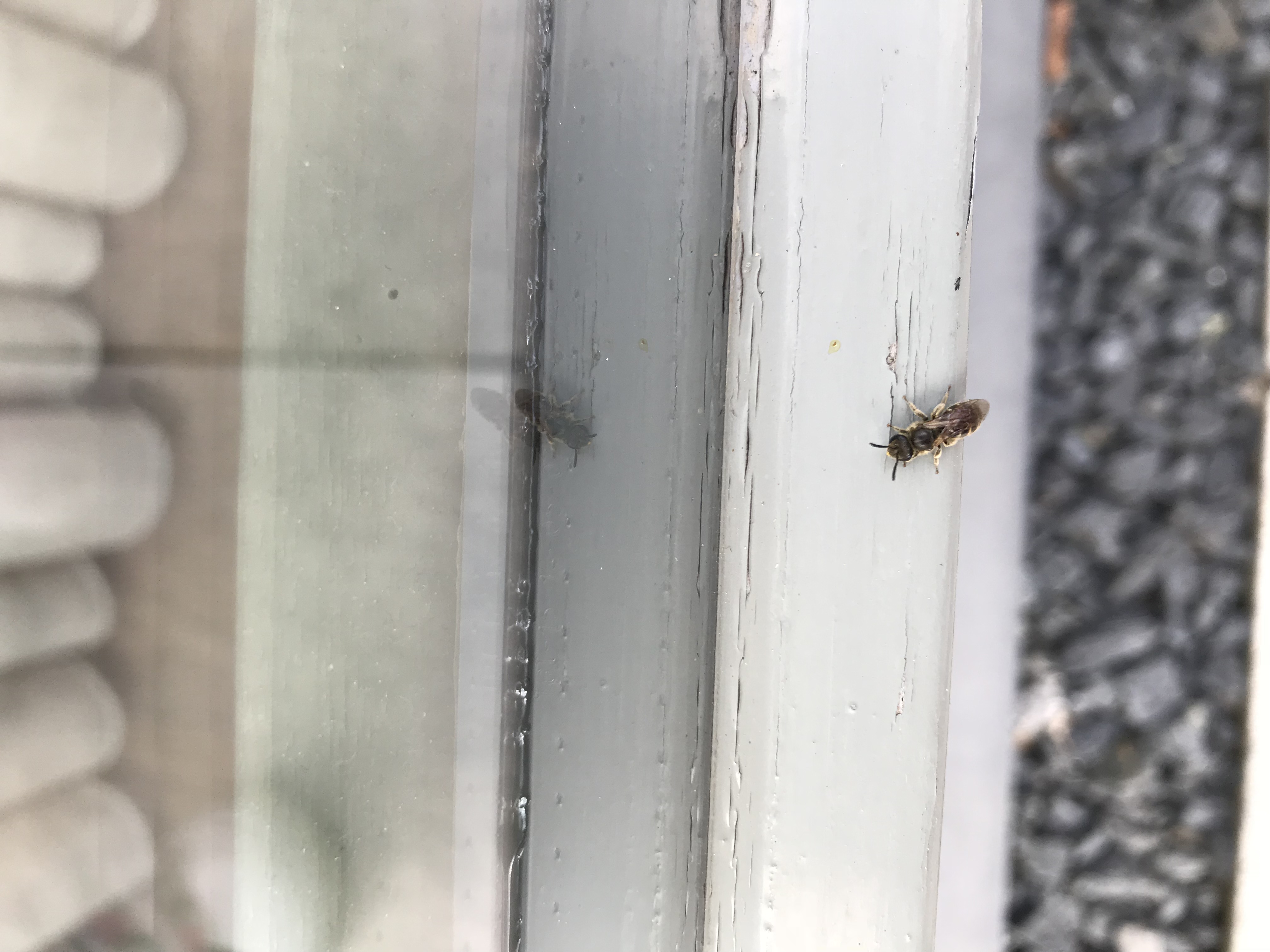 Wat voor een insect is dit?