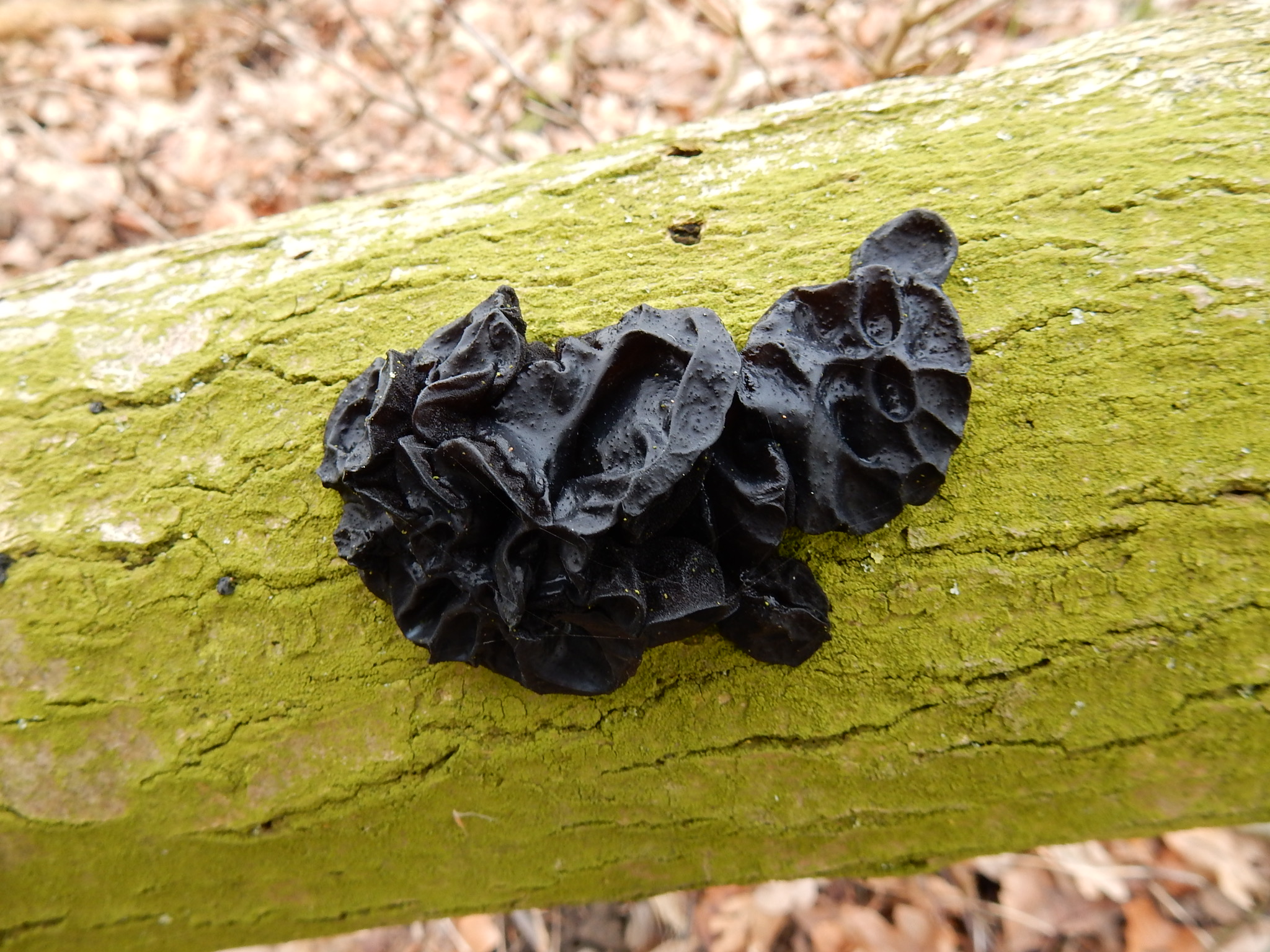 Is dit een Zwarte trilzwam/Exidia plana?