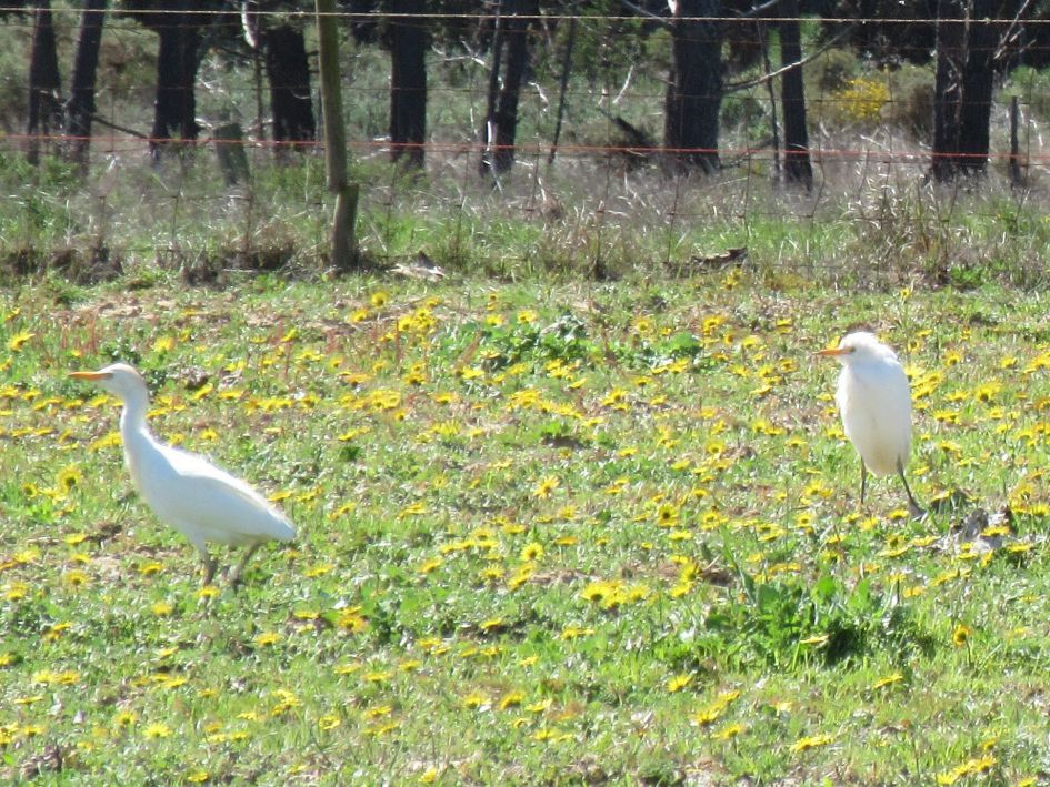 Wat is dit voor vogel? Koereigers?
