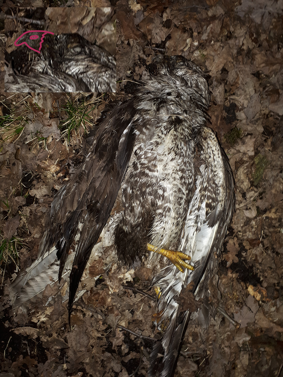 dode roofvogel (foto)