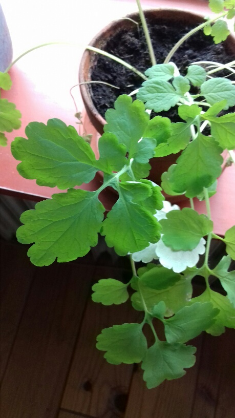 Ineens een plant extra in de pot