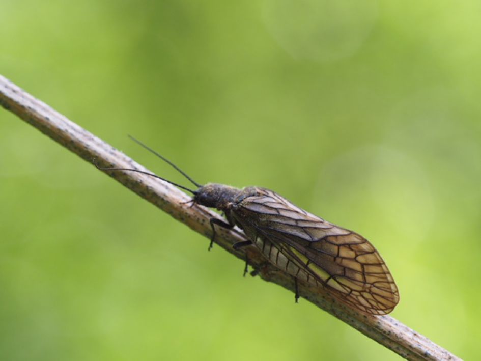 Wat voor een insect is dit?