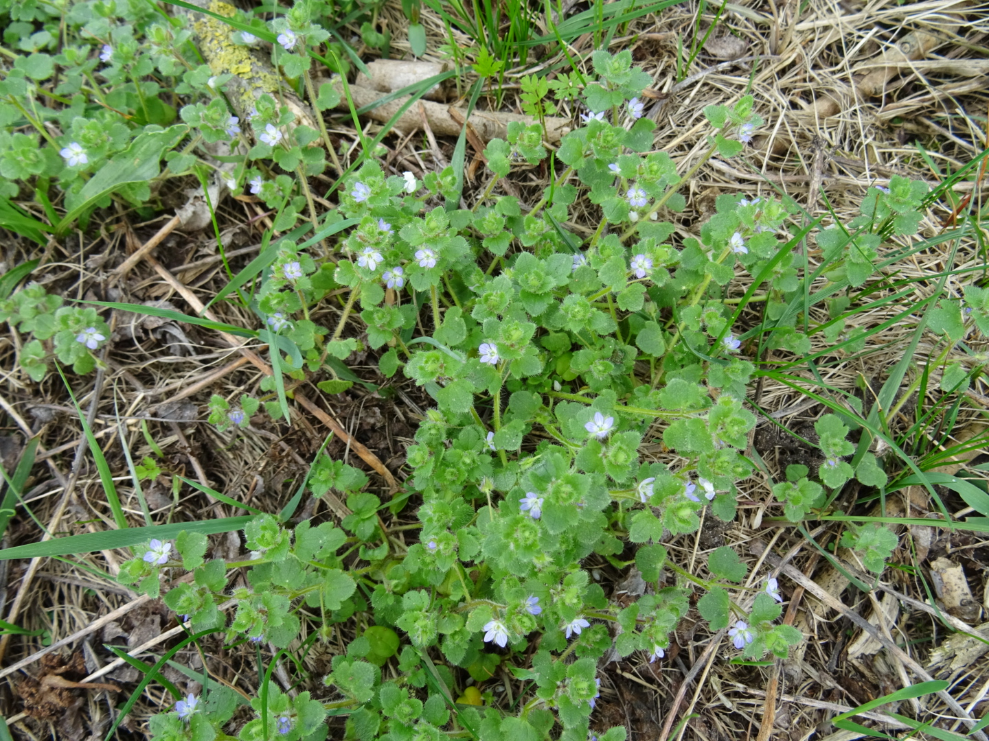 Welke wilde plant is dit?