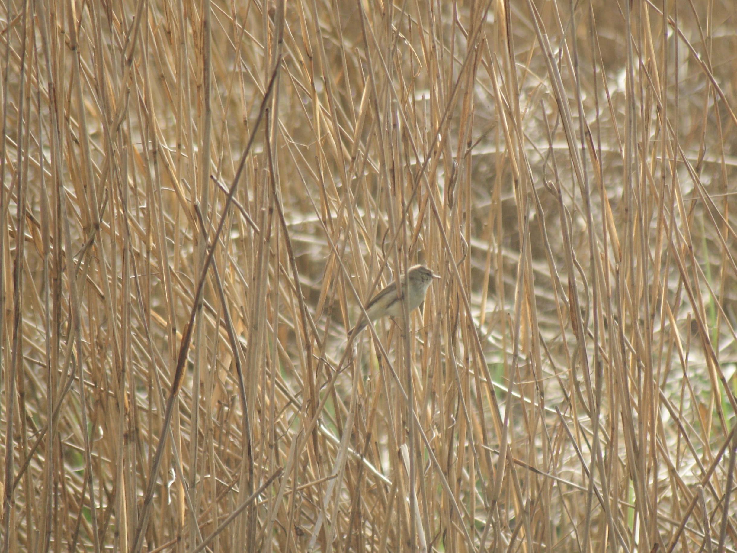 Vogel in riet determineren
