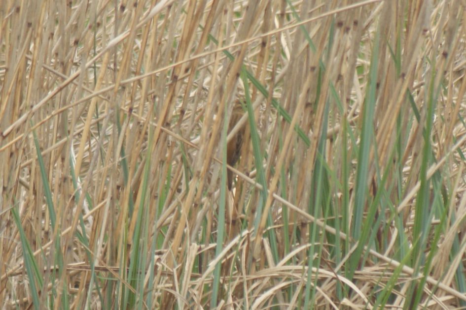 Vogel in riet determineren
