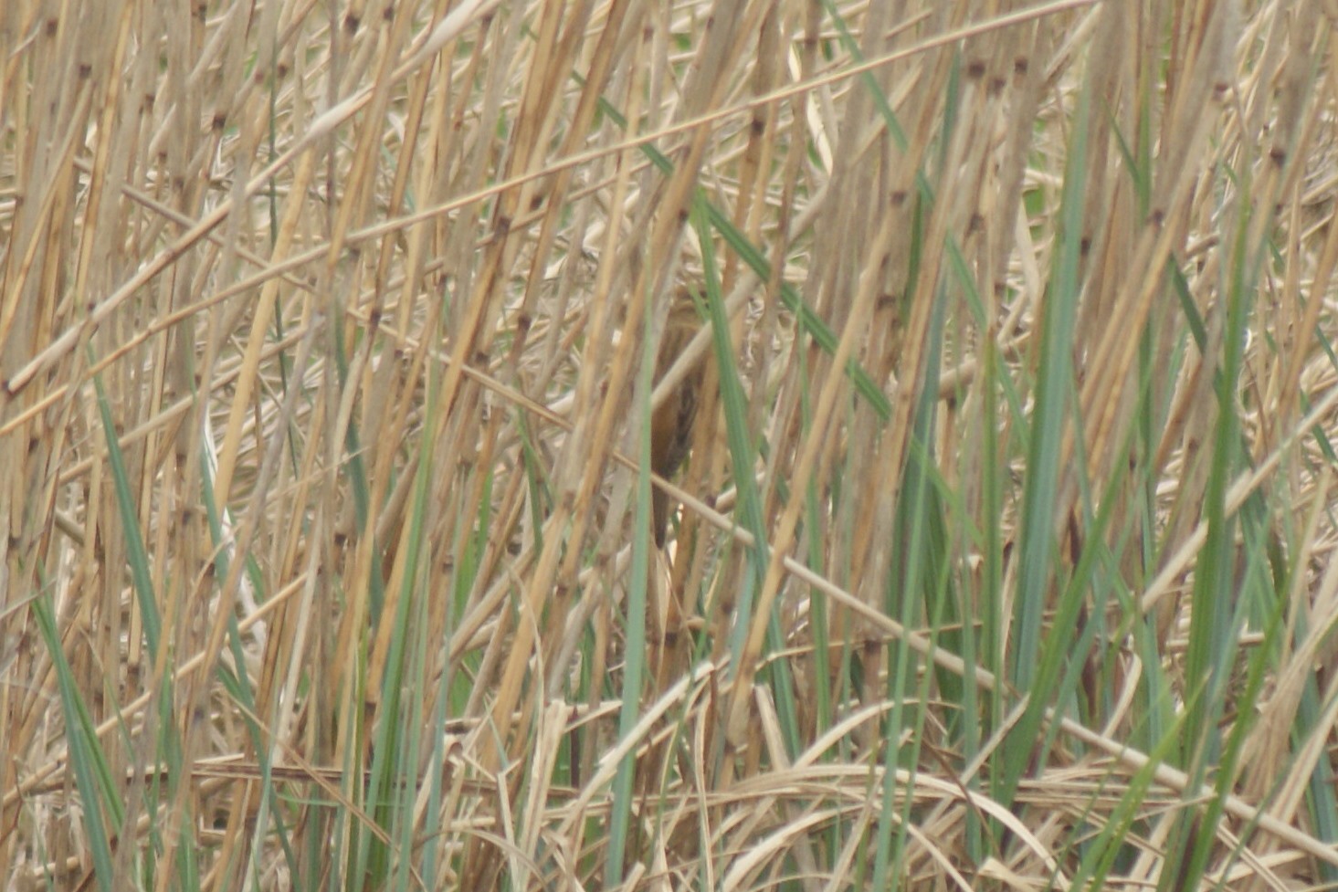 Vogel in riet determineren
