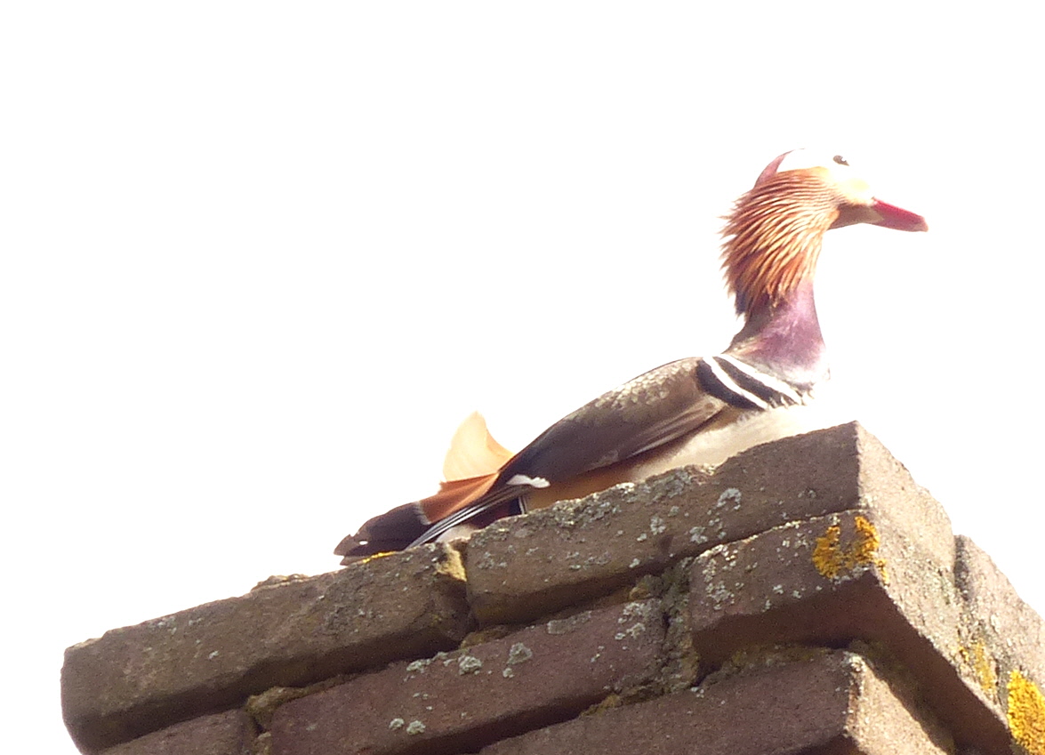 Wat voor gans is dit?