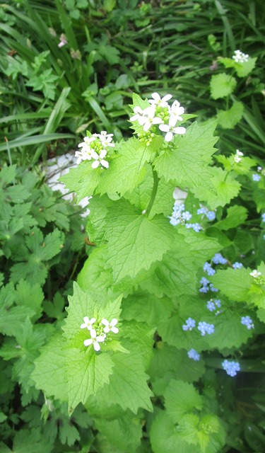 kleine witte schermbloemen op hoge steel