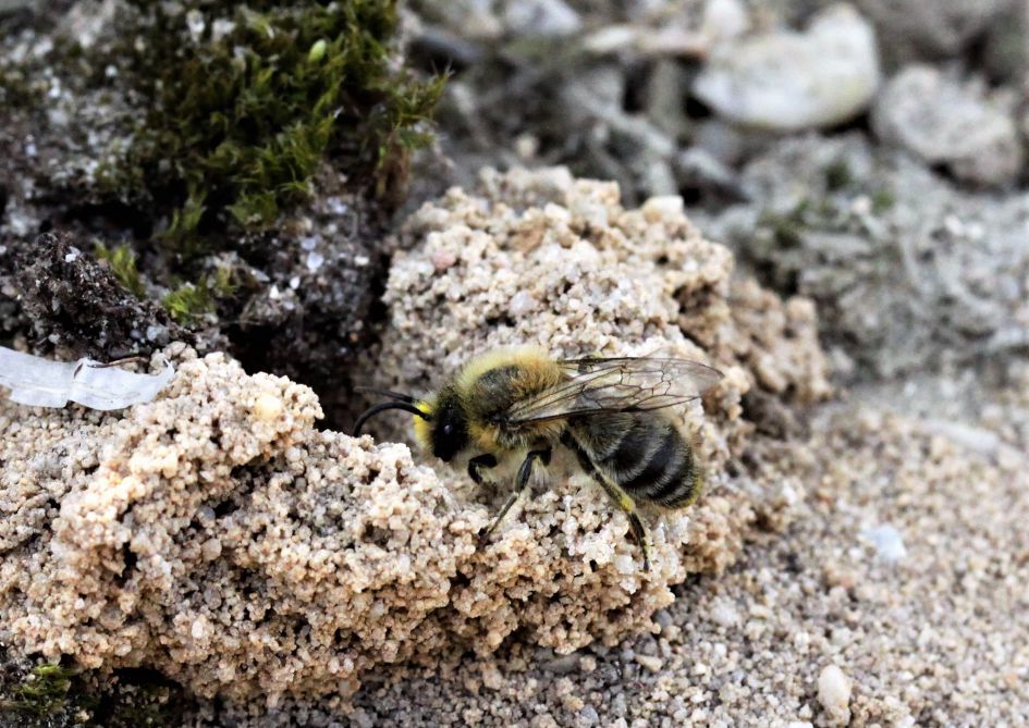 Welke bij kruipt hier naar zijn nest in de grond?