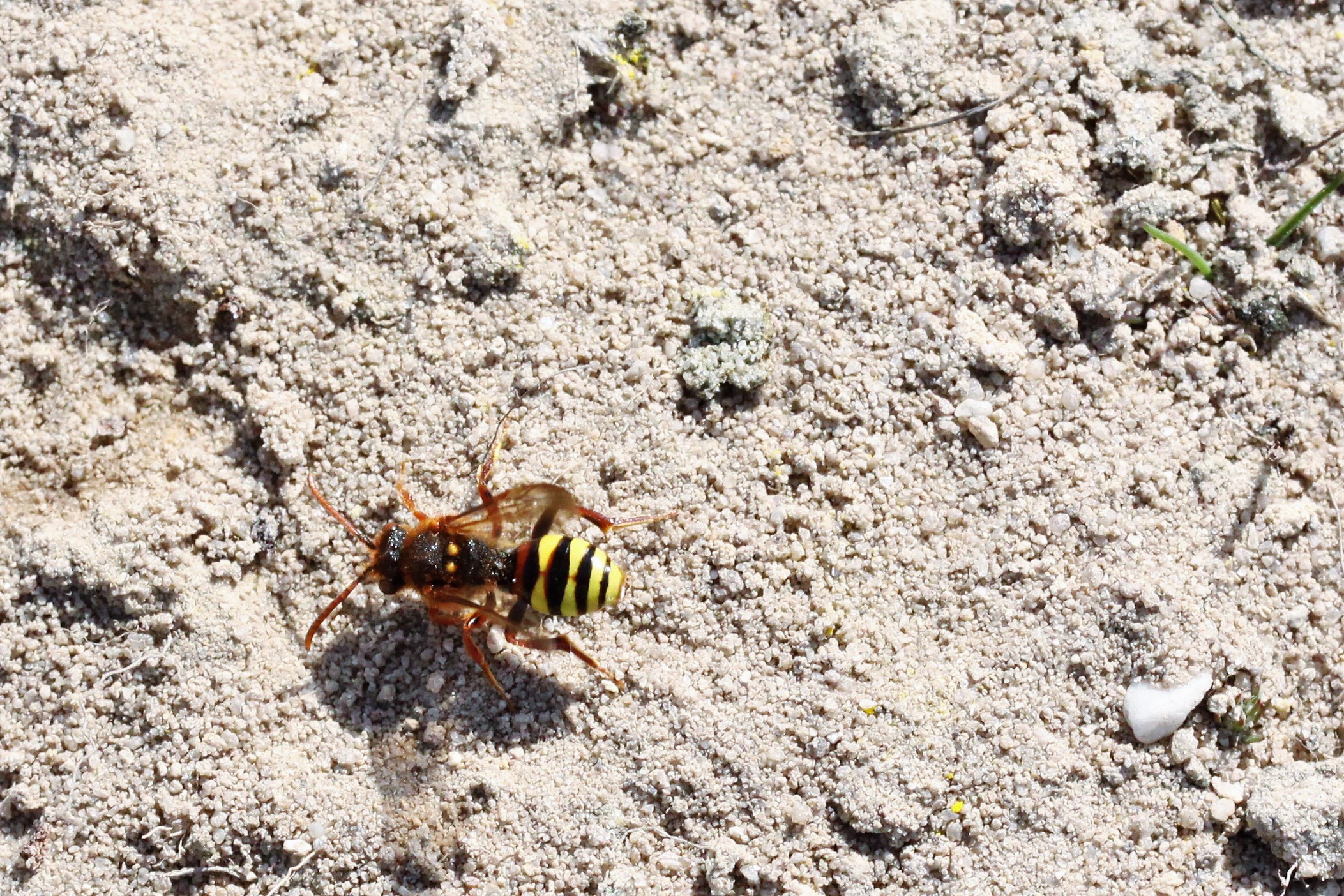 Wie graaft zich hier in?