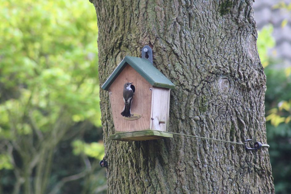 Kent iemand deze vogel?