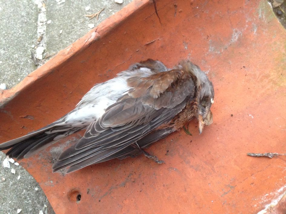 Welke vogel is dit? ps: Geen fraaie foto's...een dode vogel