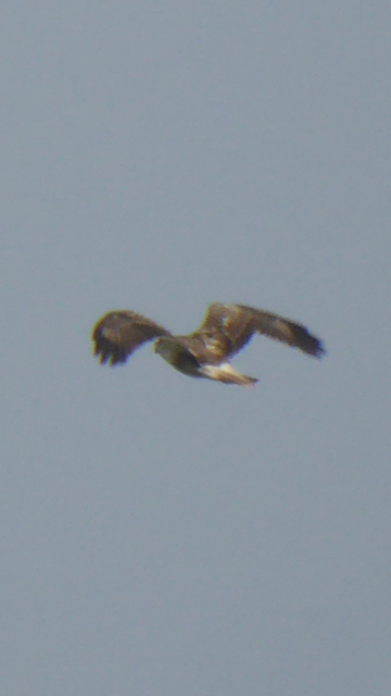 Welke roofvogel is dit?