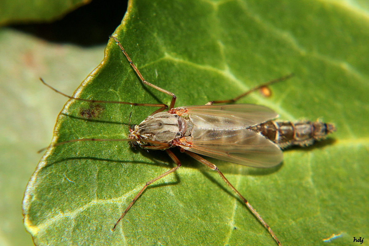 Welke vlieg of mug...