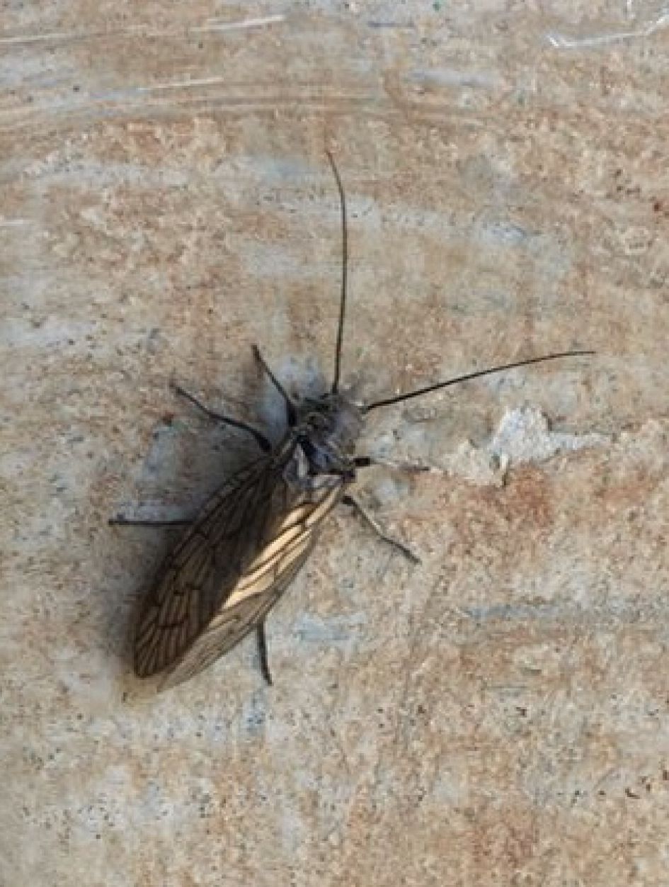 wie herkent dit inspect?