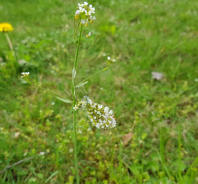 Welk (wild?) plantje is dit?