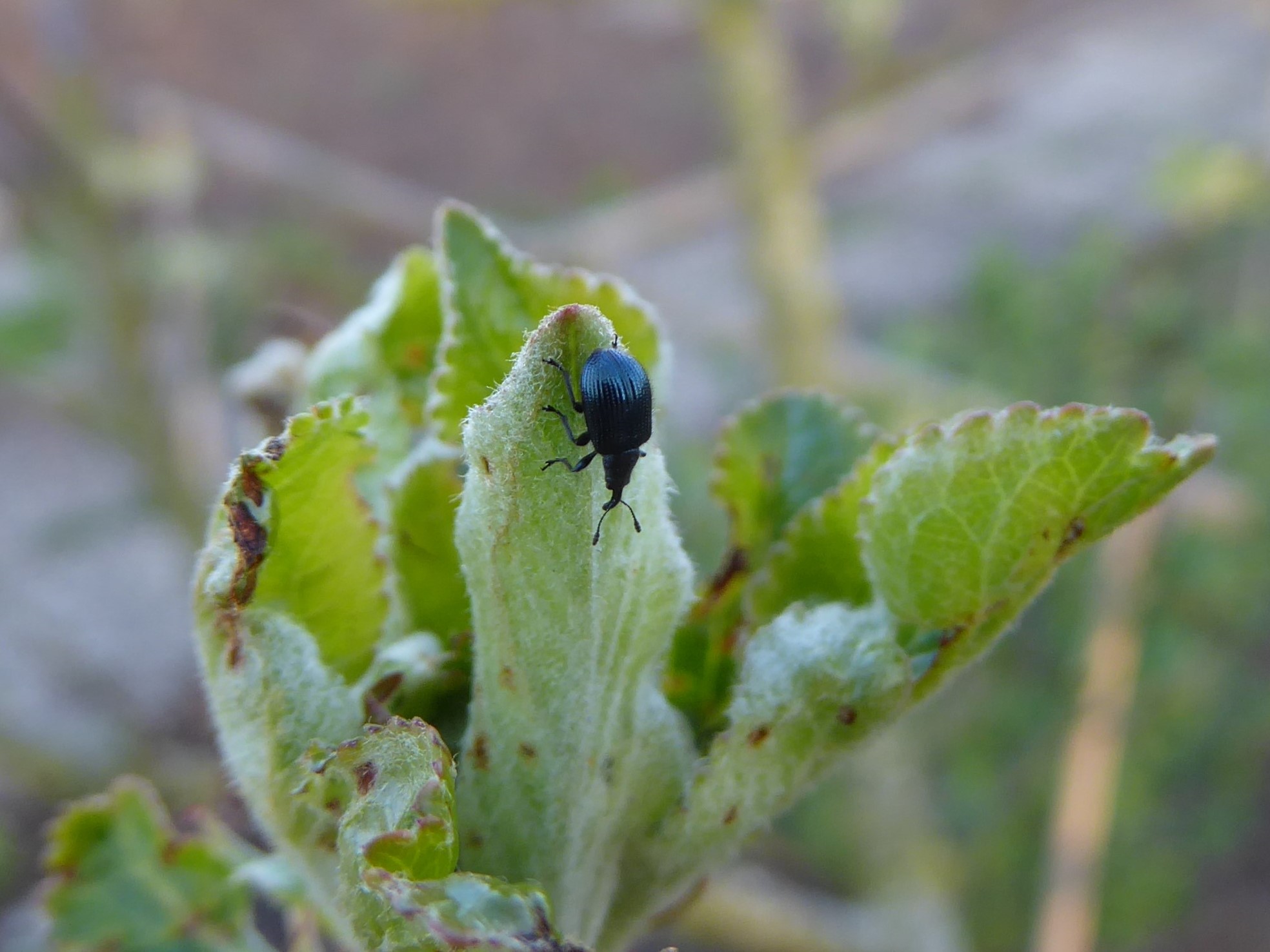 Kleine, blauwe snuitkever op bloemknoppen van appel.