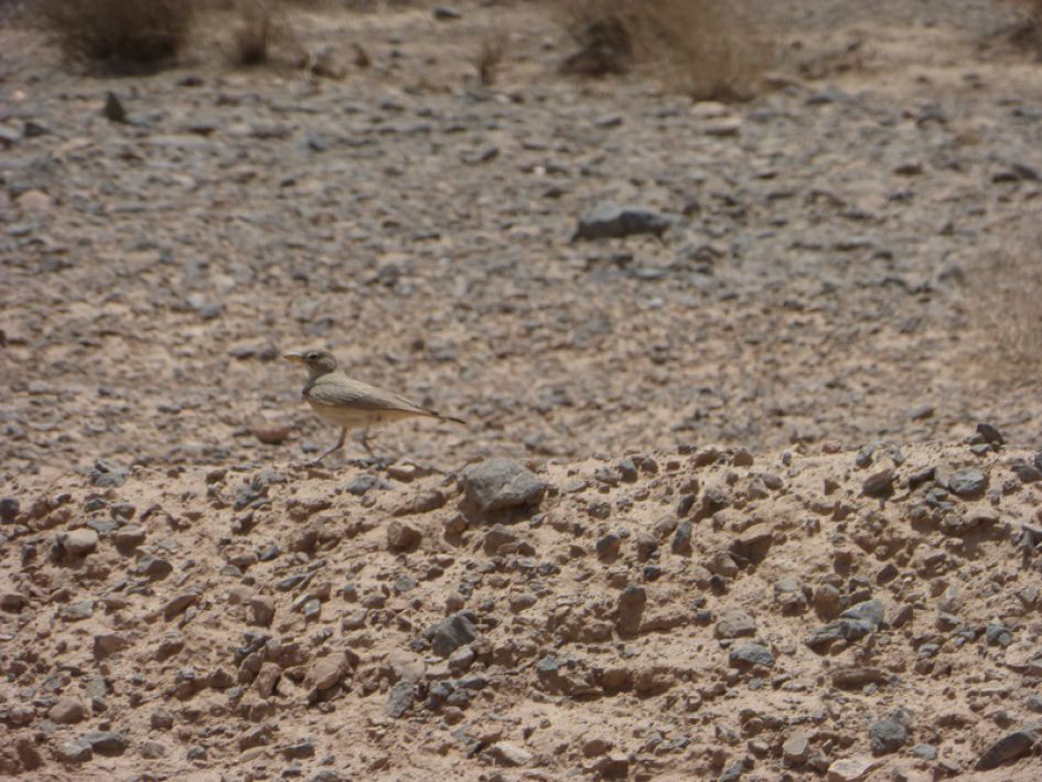 Onbekende vogel Iran