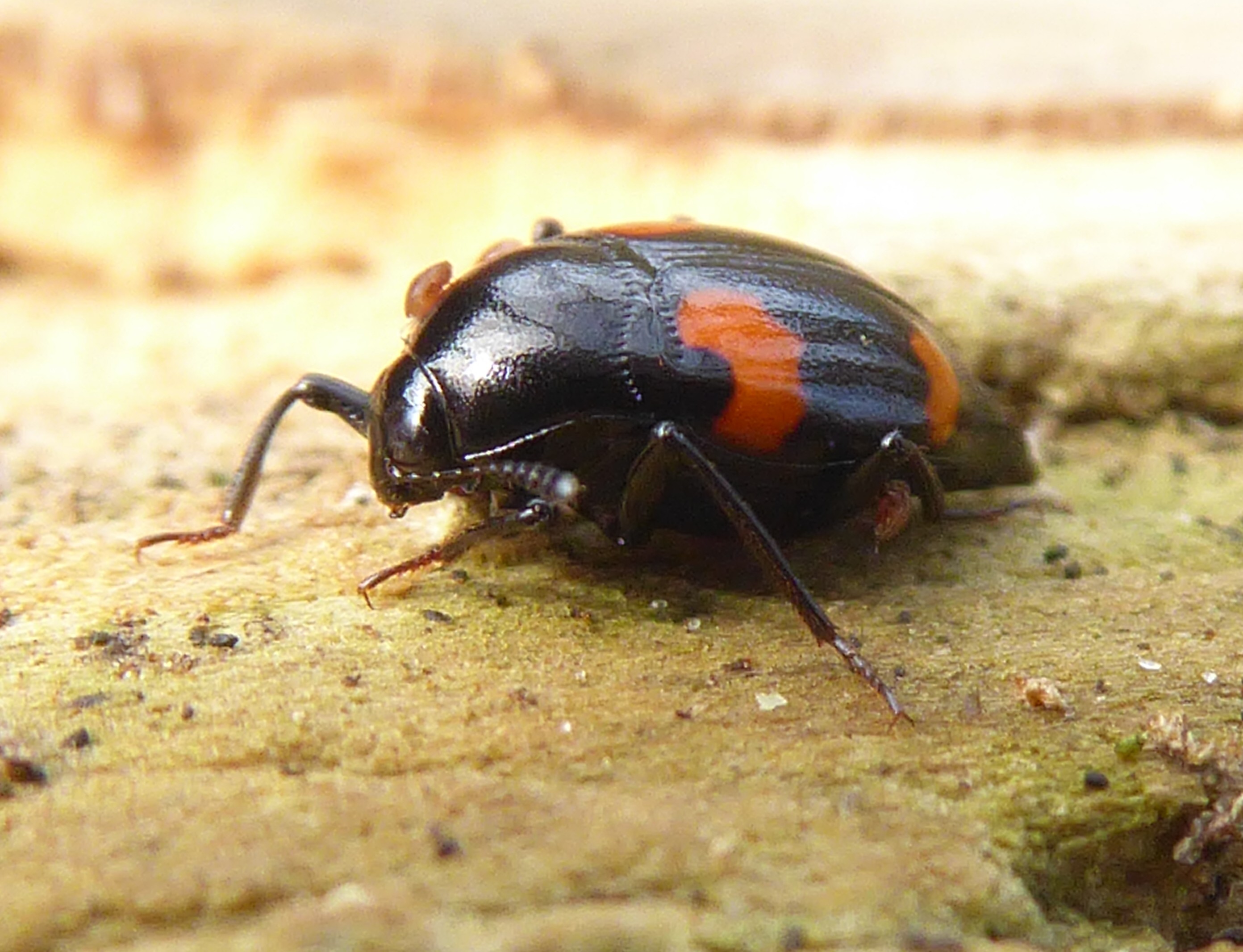 in eerste instantie dacht ik aan een olhbeestje maar ...