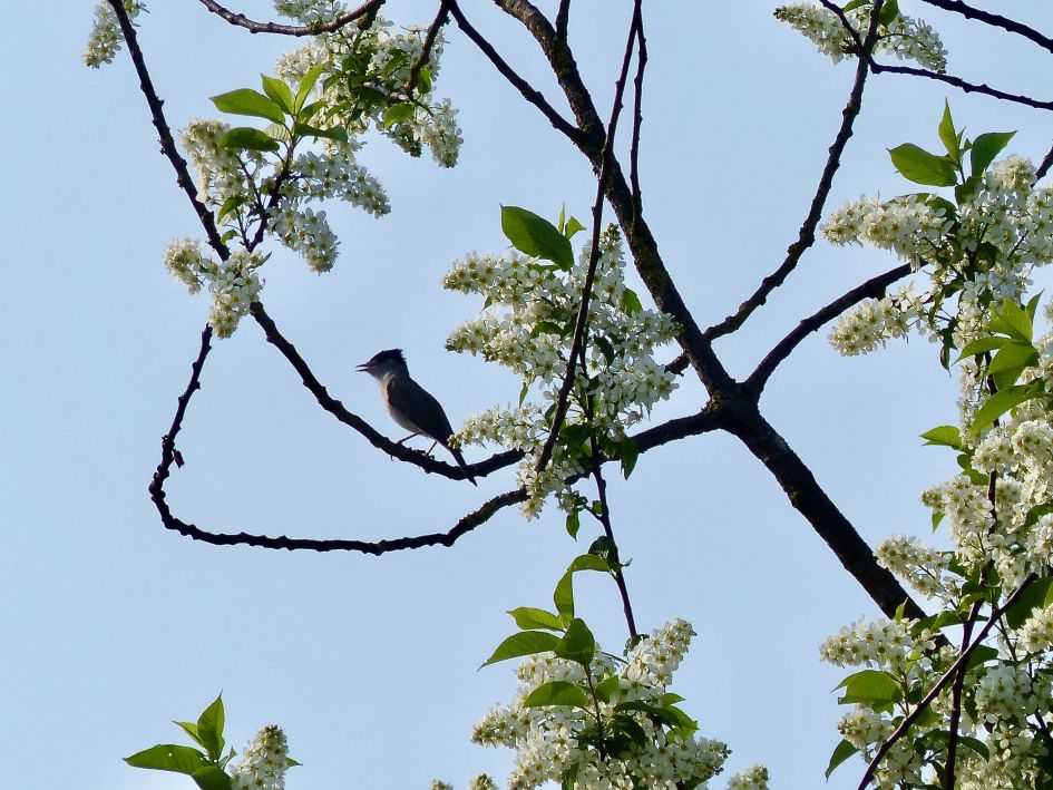 Wat is dit voor vogel?