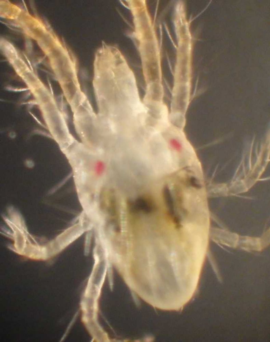 Bonenspintmijt (tertranychus urticae)?