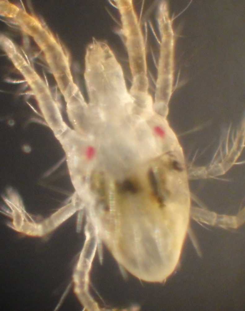 Bonenspintmijt (tertranychus urticae)?