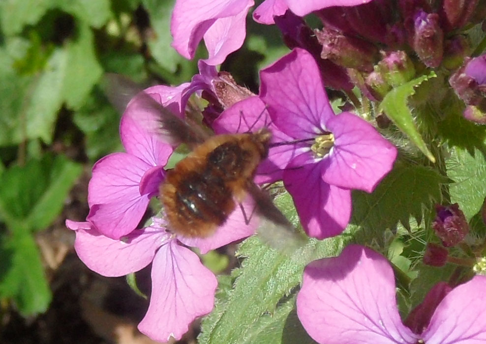 Welke kolibri is dit?