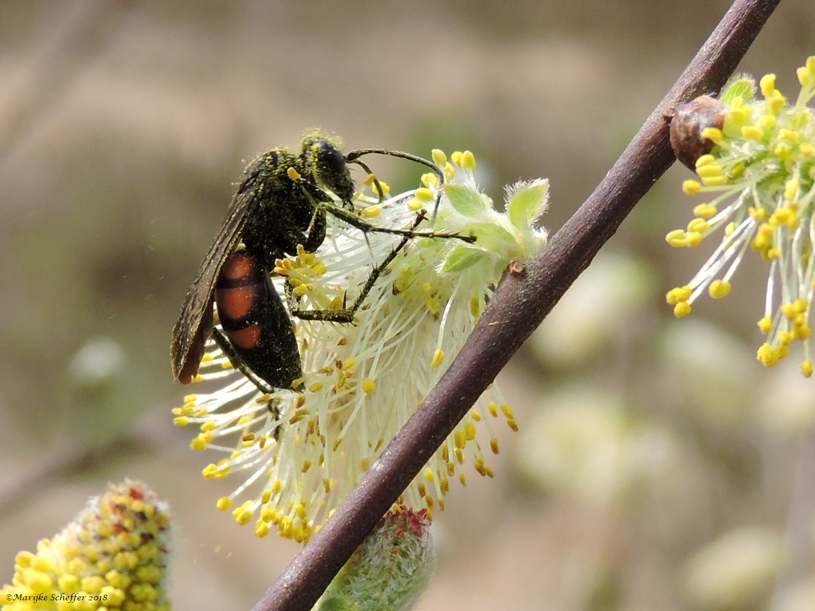 Prachtig insect (wesp/doder)