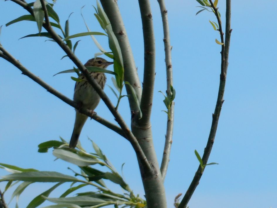 Zou dit een Krekelzanger / Locustellidae kunnen zijn?
