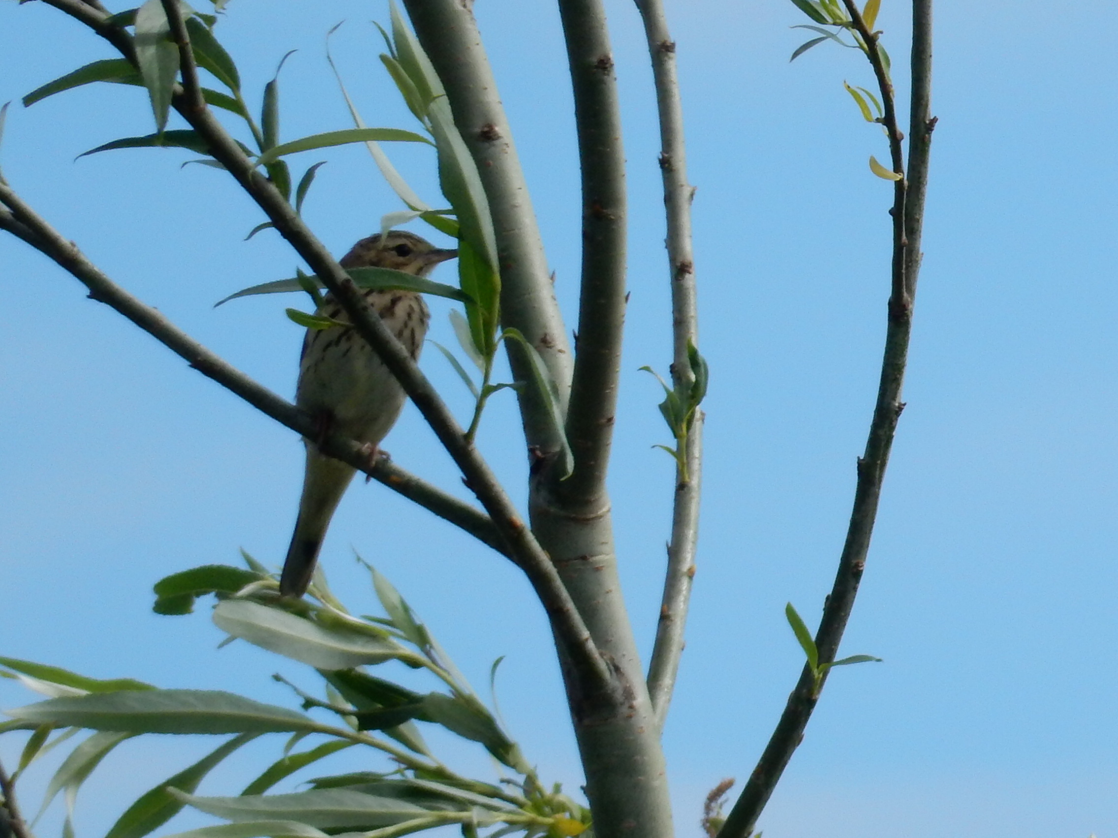 Zou dit een Krekelzanger / Locustellidae kunnen zijn?