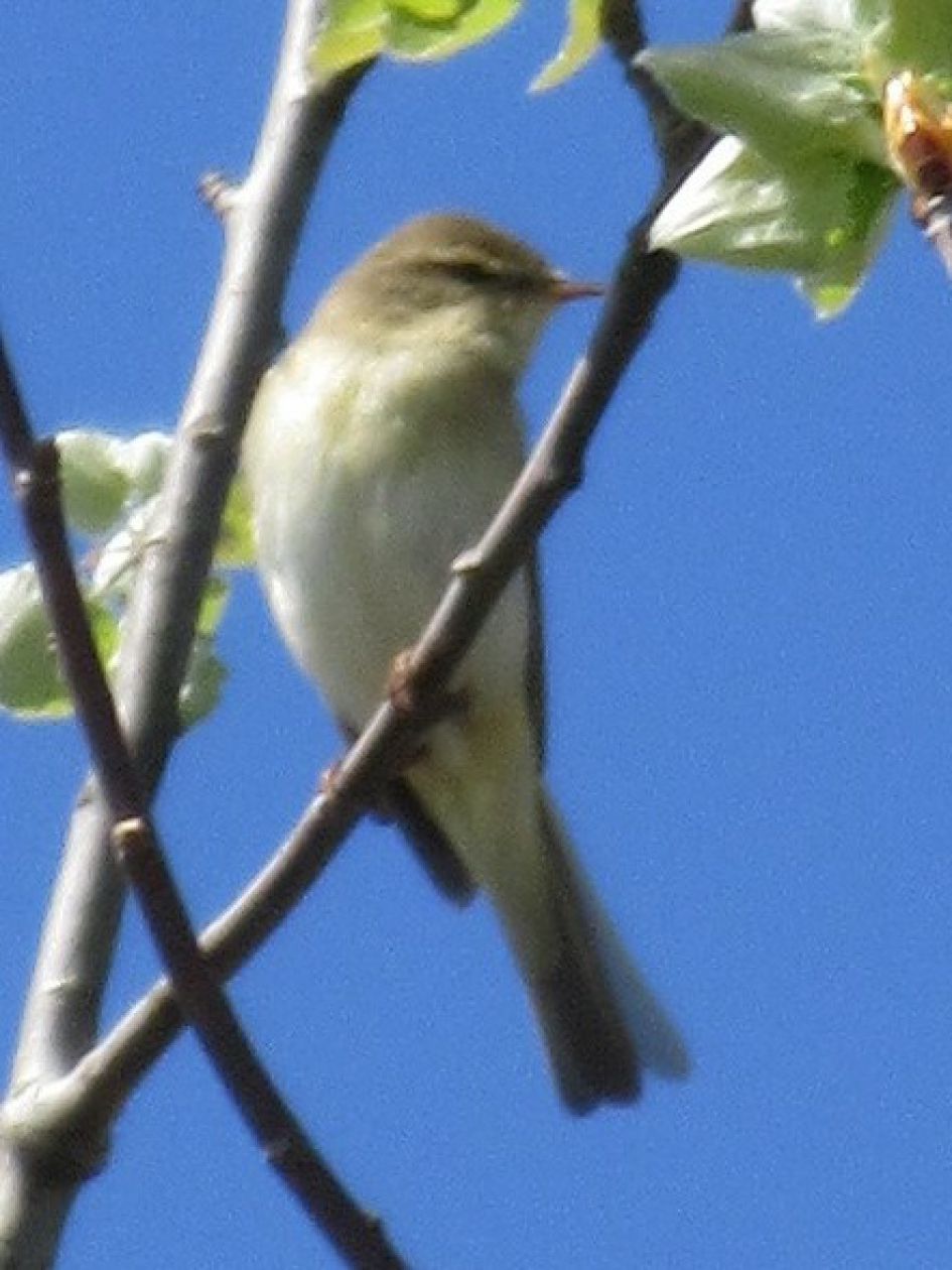 Wat is dit voor vogel?