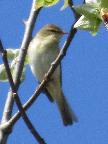 Wat is dit voor vogel?
