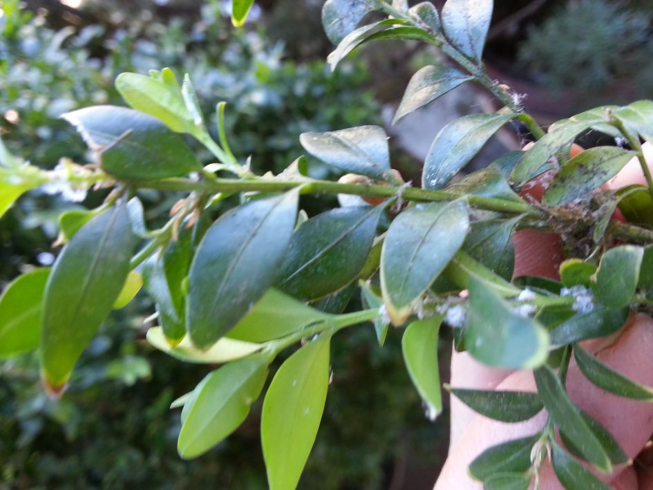 Wit spul in buxus/pinus