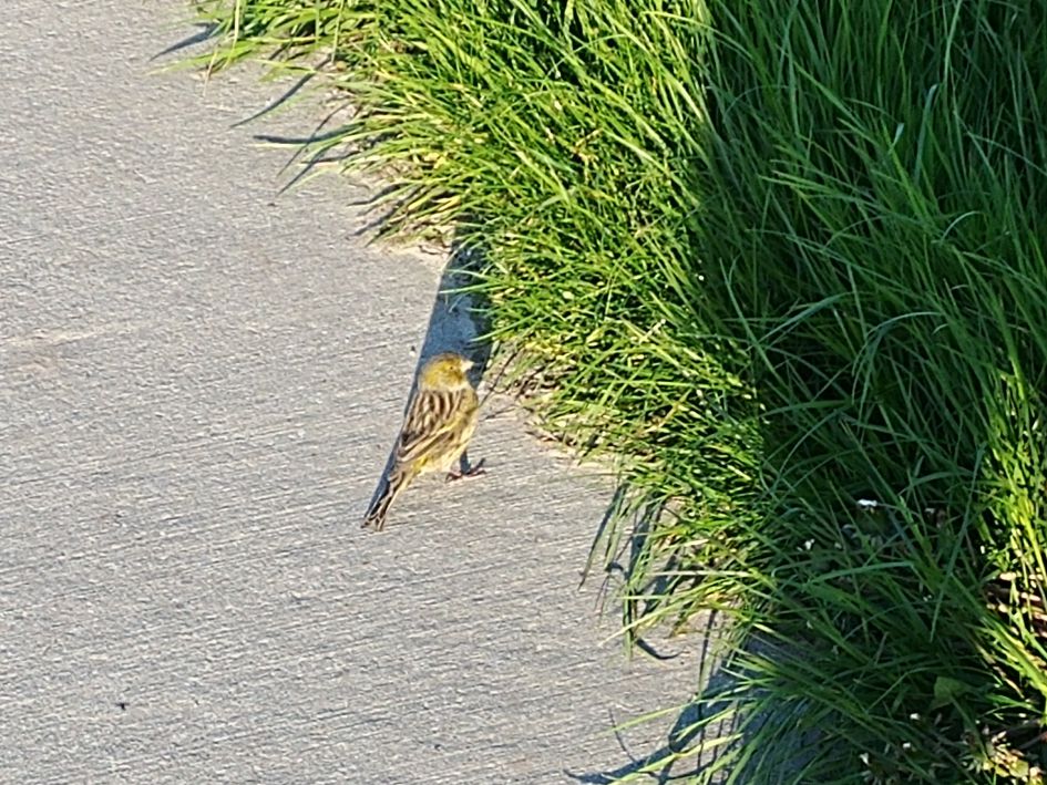 wat voor vogel is dit?