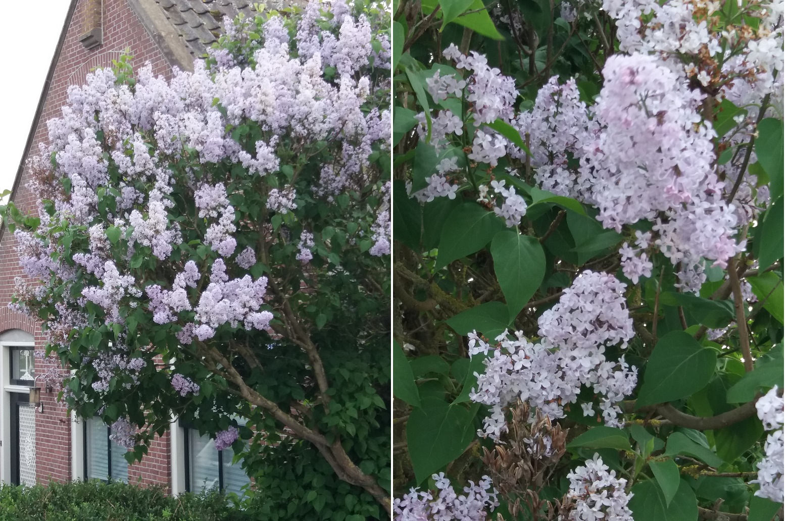 welke struik is dit?