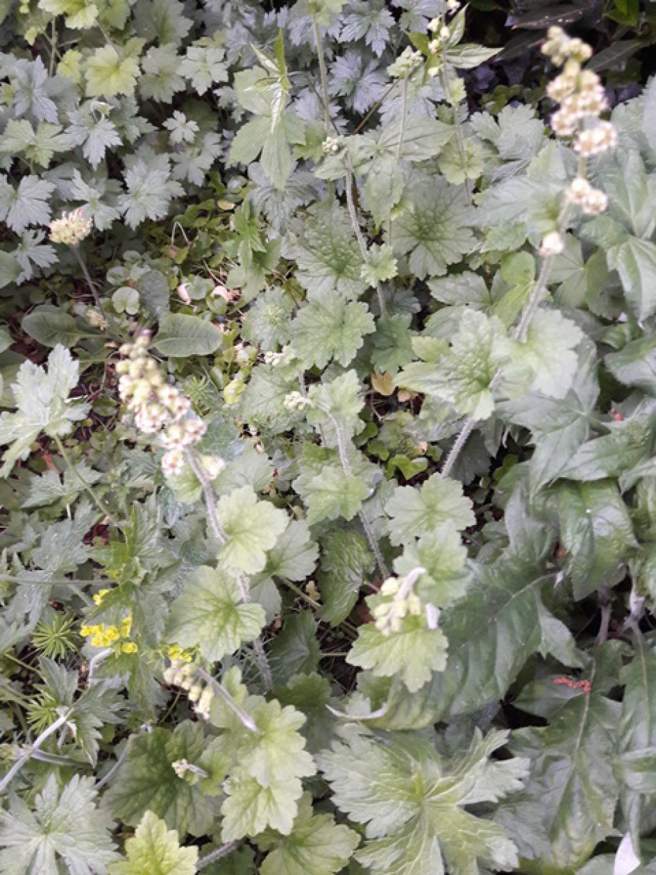 witte klokjesachtige bloemetjes