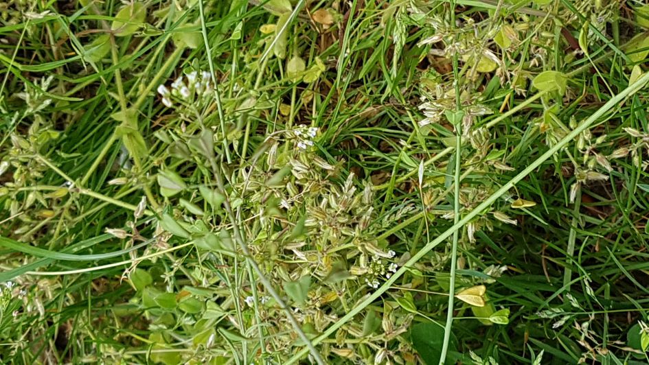 Wat voor kruid is dit?