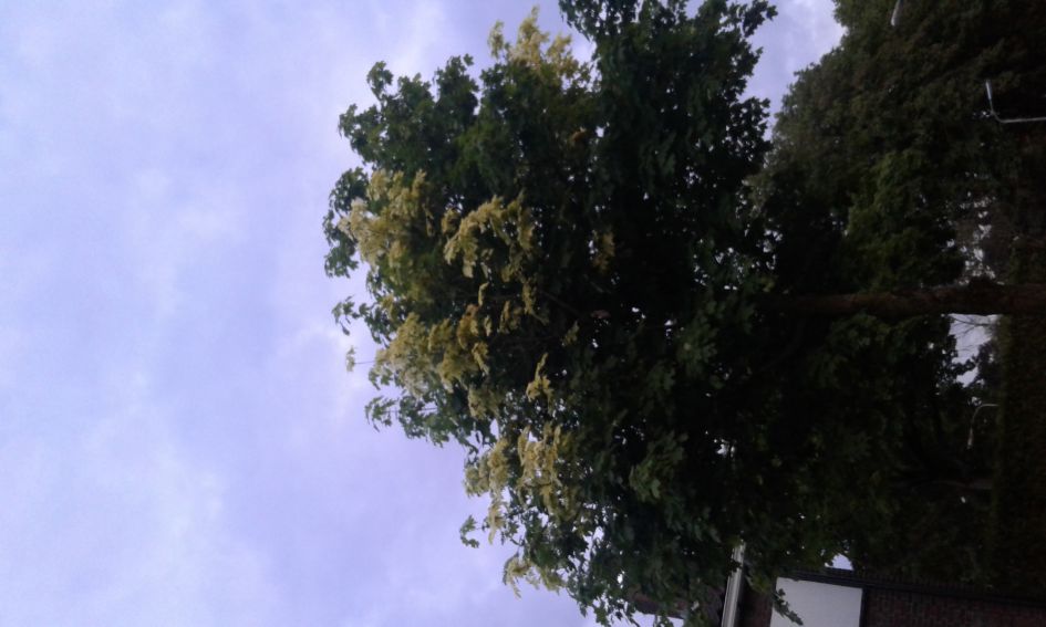 Bijzonder verschijnsel bij Esdoorn (witte bladeren)?