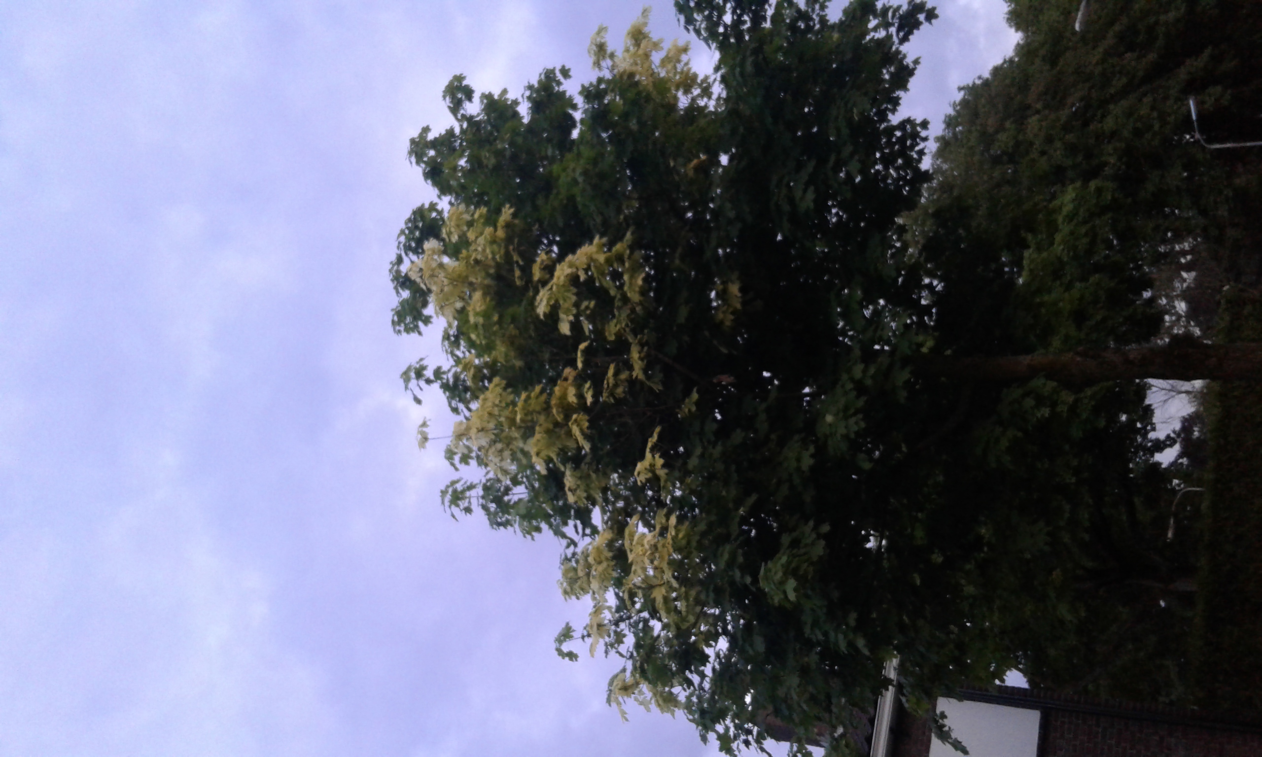 Bijzonder verschijnsel bij Esdoorn (witte bladeren)?